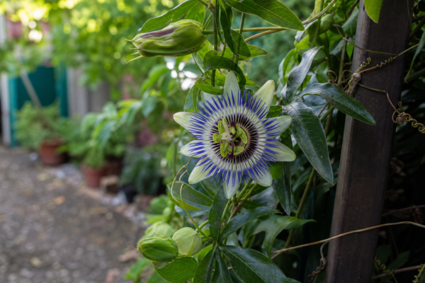 Floarea pasiunii (Passiflora caerulea) – sfaturi de plantare și îngrijire