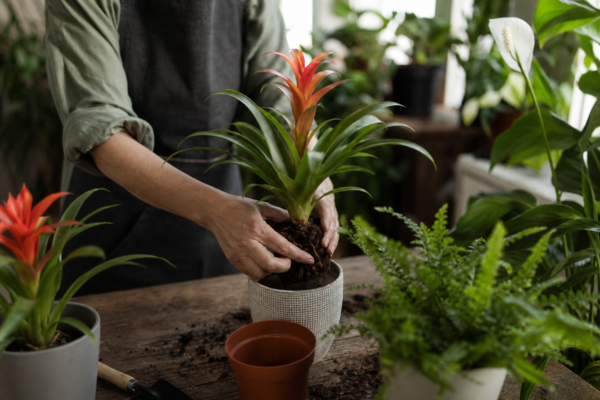 Guzmania – condiții de creștere, plantare și îngrijire