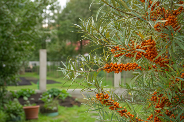 Cătină (Hippophae rhamnoides) – sfaturi de plantare și îngrijire