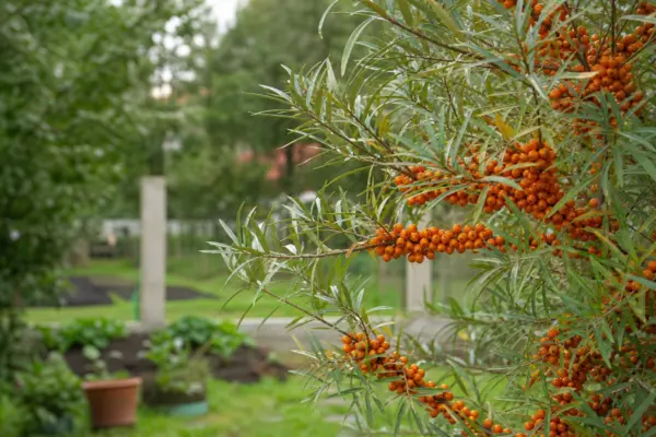 Cătină (Hippophae rhamnoides) – sfaturi de plantare și îngrijire