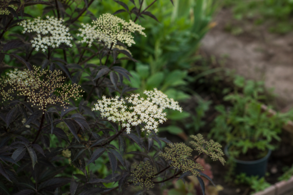 Soc (Sambucus nigra) – tot ce trebuie să știi despre plantare și îngrijire