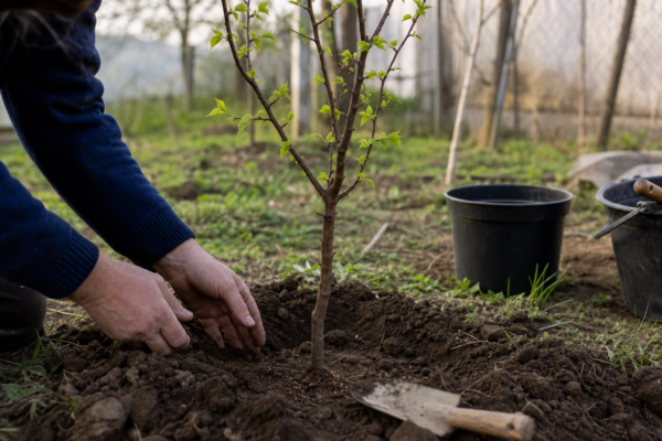 Cais (Prunus armeniaca) – plantare, îngrijire și greșeli de evitat