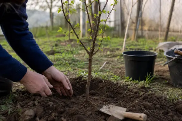 Cais (Prunus armeniaca) – plantare, îngrijire și greșeli de evitat