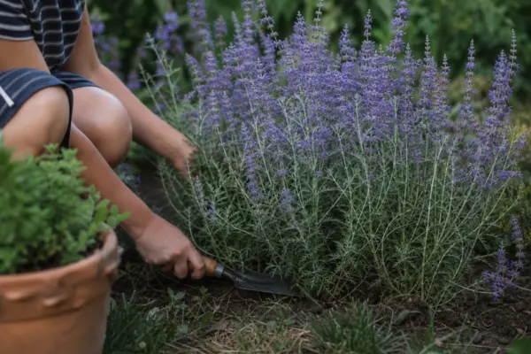 Lavandă rusească (Perovskia atriplicifolia) – plantare, îngrijire și greșeli de evitat