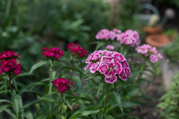 Barba împăratului (Dianthus barbatus) – plantare, udare și întreținere