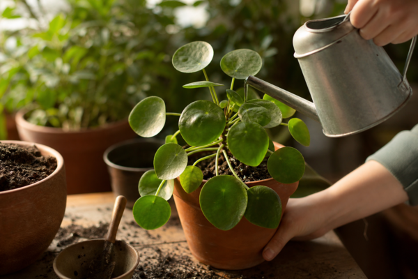 Pilea (Pilea peperomioides) – plantare, udare și întreținere