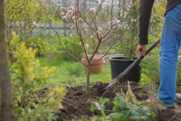 Cireș japonez (Prunus serrulata) – plantare și îngrijire pas cu pas