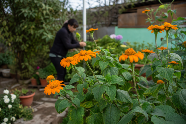 Floarea soarelui mexicană (Tithonia rotundifolia) – sfaturi pentru plantare, creștere și întreținere