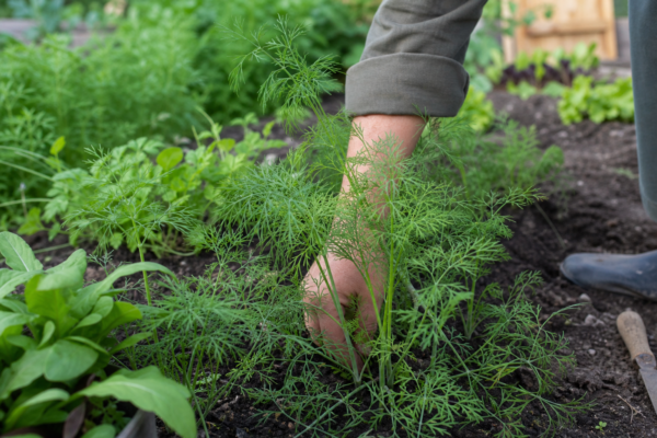 Mărar (Anethum graveolens) – de la plantare la întreținerea de zi cu zi