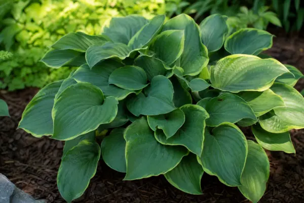Hosta (Hosta plantaginea): plantare și îngrijire în zone umbrite