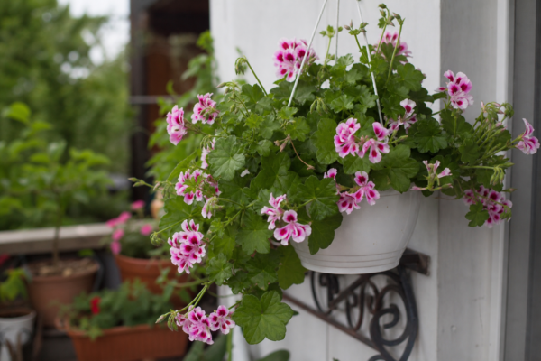 Mușcata curgătoare (Pelargonium peltatum) – sfaturi pentru plantare, creștere și întreținere