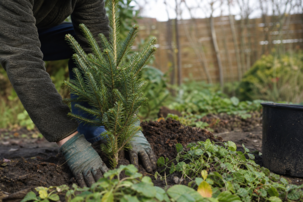 Brad de Crăciun (Abies nordmanniana) – sfaturi pentru plantare, creștere și întreținere