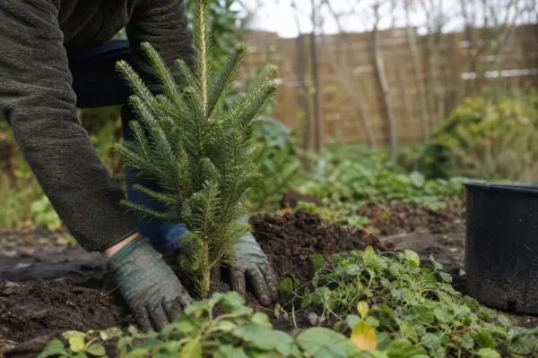 Brad de Crăciun (Abies nordmanniana) – sfaturi pentru plantare, creștere și întreținere
