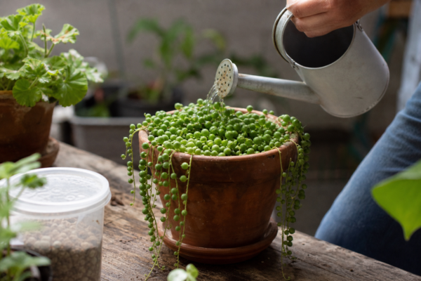 Șiragul de perle (Senecio rowleyanus) – plantare, udare și întreținere