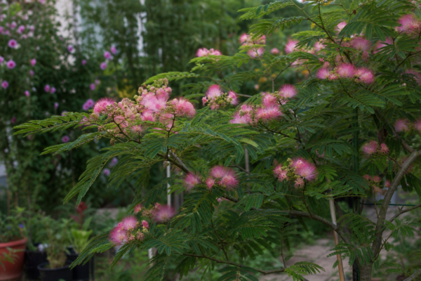 Arborele de mătase (Albizia julibrissin): cum se plantează și cum se îngrijește corect