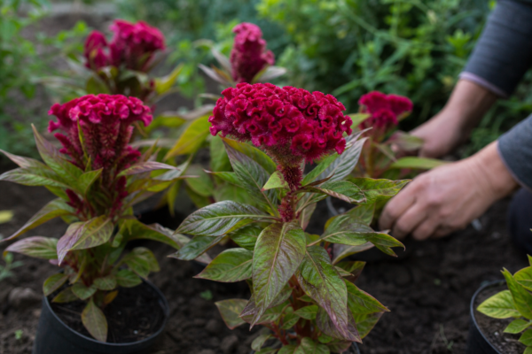 Creasta cocoșului (Celosia cristata) – de la plantare la întreținerea de zi cu zi