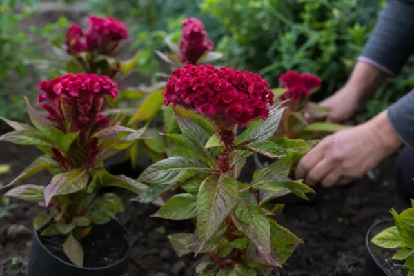 Creasta cocoșului (Celosia cristata) – de la plantare la întreținerea de zi cu zi
