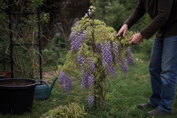 Glicină (Wisteria sinensis) – ghid practic de plantare și îngrijire