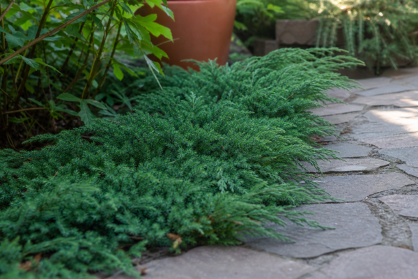 Ienupăr târâtor (Juniperus horizontalis) – plantare, îngrijire și greșeli de evitat