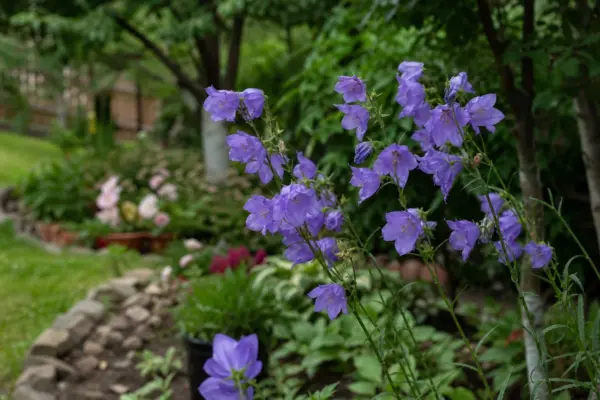 Clopoțel (Campanula persicifolia) – sfaturi pentru plantare, creștere și întreținere