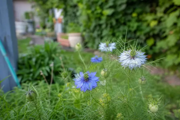 Chica voinicului (Nigella damascena) – ghid complet de cultivare și îngrijire