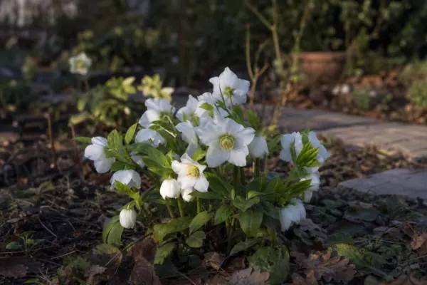 Trandafirul de Crăciun (Helleborus niger) – tot ce trebuie să știi despre plantare și îngrijire