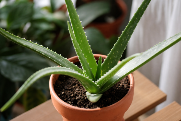 Aloe vera (Aloe vera): ce trebuie să știi despre plantare și îngrijire