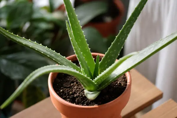 Aloe vera (Aloe vera): ce trebuie să știi despre plantare și îngrijire