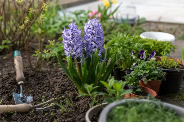 Zambilă (Hyacinthus orientalis) – plantare, udare și întreținere