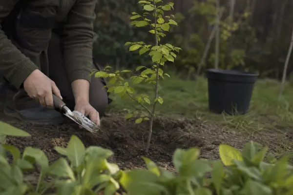 Carpen (Carpinus betulus) – ghid practic de plantare și îngrijire