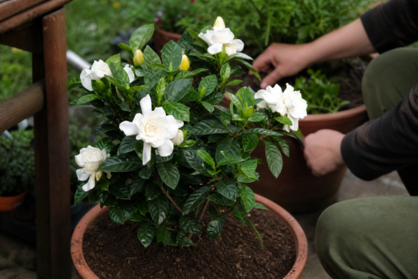 Gardenia (Gardenia jasminoides) – sfaturi de plantare și îngrijire