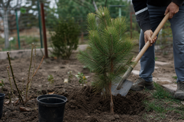 Pin negru (Pinus nigra) – plantare și îngrijire pas cu pas