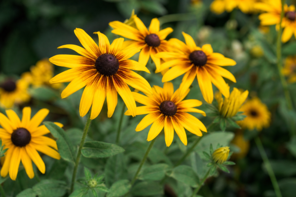 Rudbeckia (Rudbeckia hirta): plantare și îngrijire pentru o înflorire îndelungată