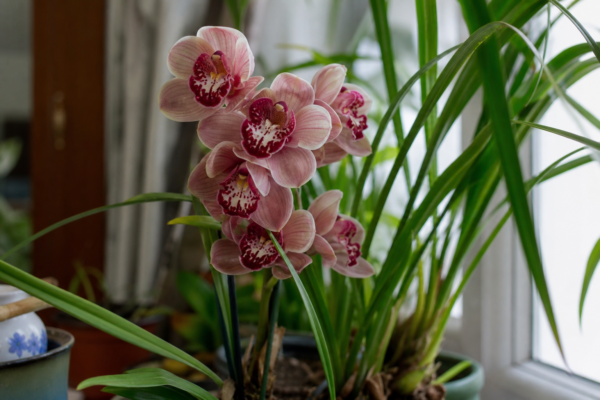 Orhideea Cymbidium (Cymbidium hybridum): ce condiții cere și cum o îngrijești