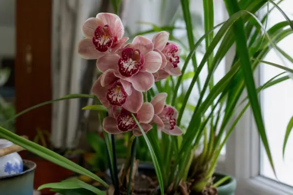 Orhideea Cymbidium (Cymbidium hybridum): ce condiții cere și cum o îngrijești