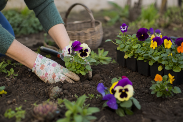Panseluța (Viola tricolor) – de la plantare la întreținerea de zi cu zi