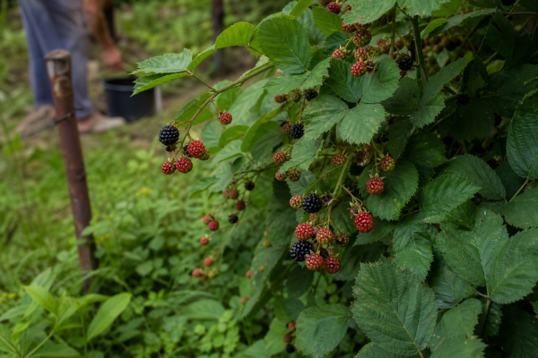 Mur (Rubus fruticosus) – ghid practic de plantare și îngrijire