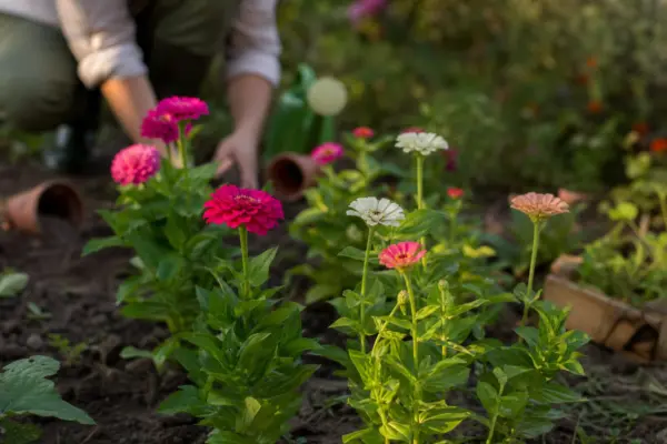 Cârciumărese (Zinnia elegans) – condiții de creștere, plantare și îngrijire
