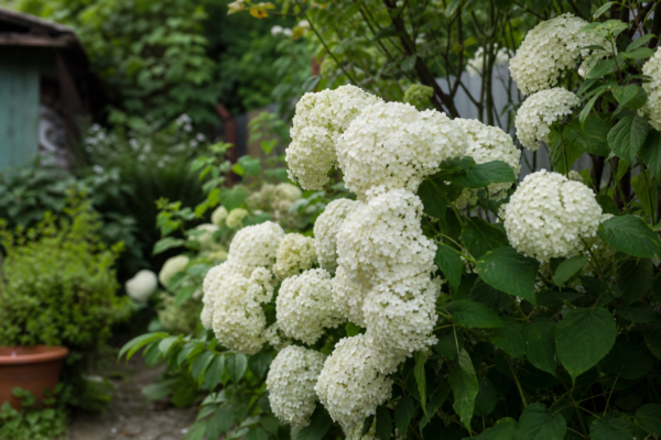 Hortensie Annabelle (Hydrangea arborescens) – sfaturi pentru plantare, creștere și întreținere