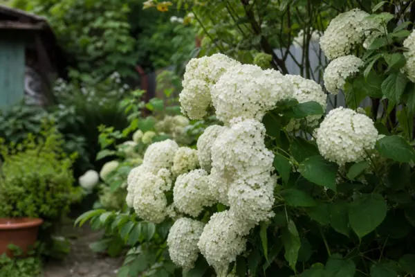 Hortensie Annabelle (Hydrangea arborescens) – sfaturi pentru plantare, creștere și întreținere