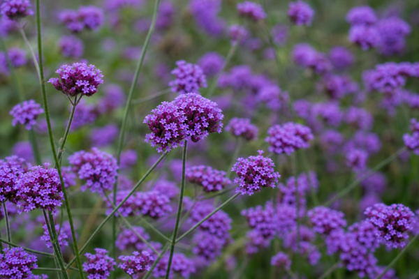 Verbena (Verbena hybrida): cum se plantează și cum se îngrijește