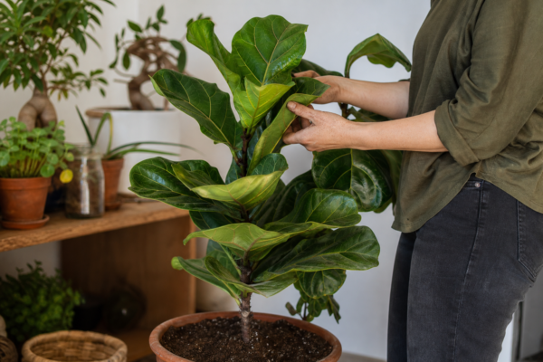 Ficus lyrata – de la plantare la întreținerea de zi cu zi