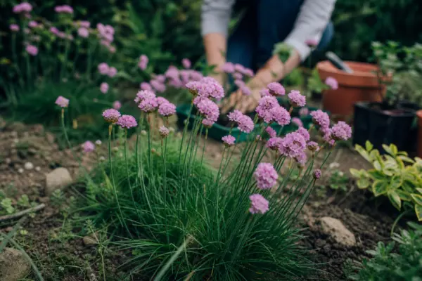 Garofița de mare (Armeria maritima) – ghid practic de plantare și îngrijire