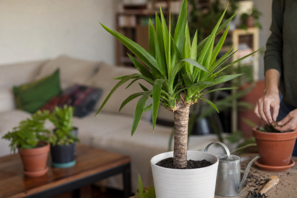 Yucca de apartament (Yucca elephantipes) – ghid practic de plantare și îngrijire