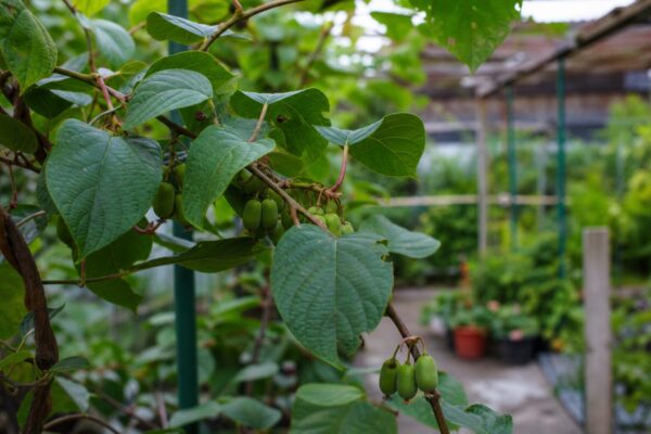 Kiwi (Actinidia arguta) – condiții de creștere, plantare și îngrijire