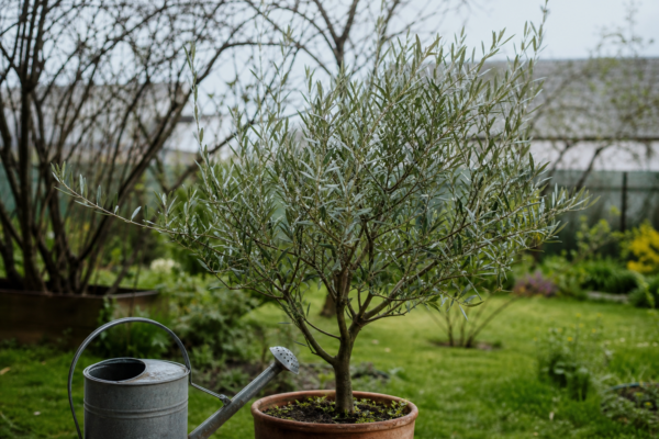 Măslin ornamental (Olea europaea) – sfaturi pentru plantare, creștere și întreținere