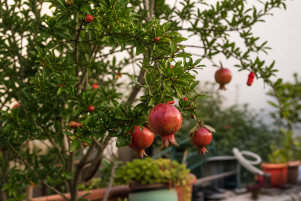 Rodie ornamentală (Punica granatum) – de la plantare la întreținerea de zi cu zi