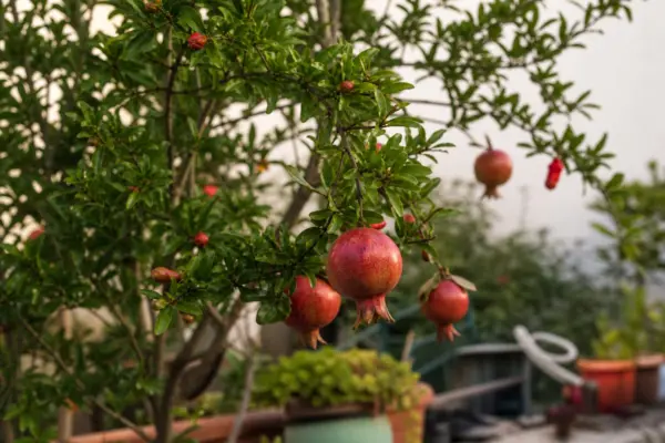 Rodie ornamentală (Punica granatum) – de la plantare la întreținerea de zi cu zi