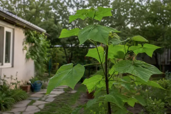 Catalpa bignonioides – condiții de creștere, plantare și îngrijire