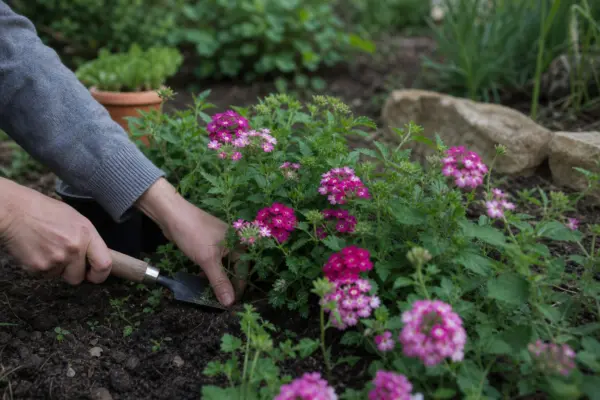Verbină (Verbena hybrida) – ghid practic de plantare și îngrijire